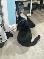 Reunited Male Cat last seen He was last seen on Berkshire drive in Everett wa, Everett, WA 98203