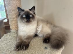 Reunited Male Cat last seen Morningside Drive & Tamarack Road, Colesville, MD 20904