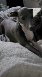 Lost Female Dog last seen Willow and bird, San Jose, CA 95125