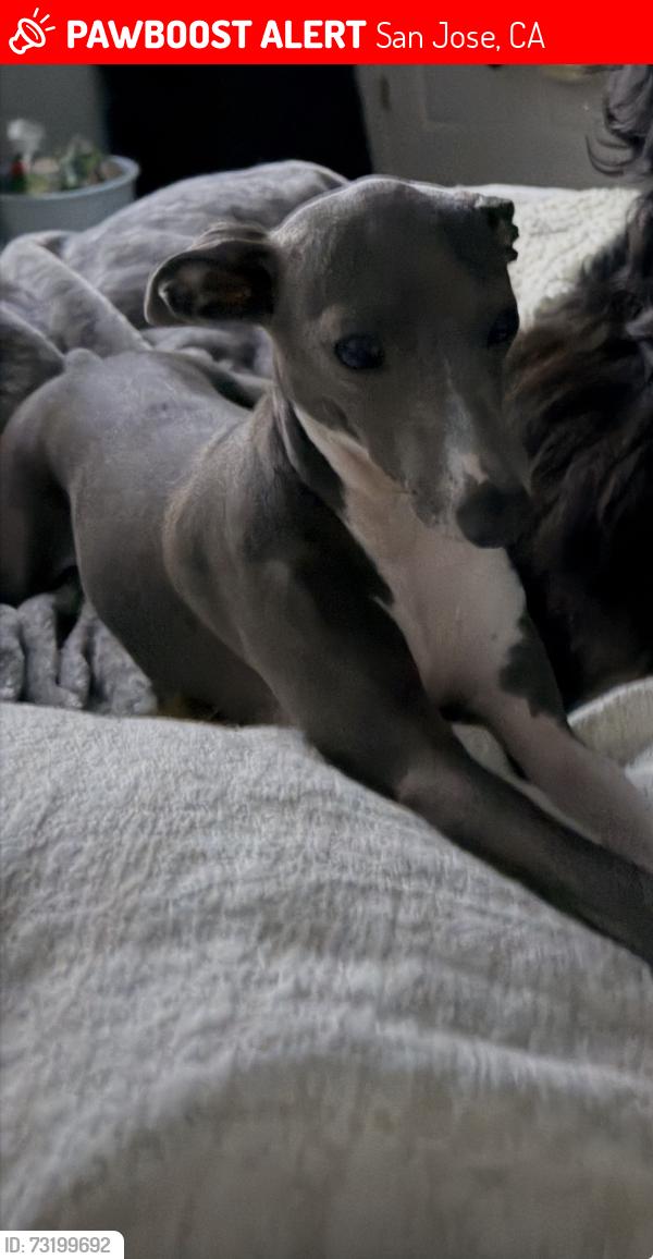 Lost Female Dog last seen Willow and bird, San Jose, CA 95125