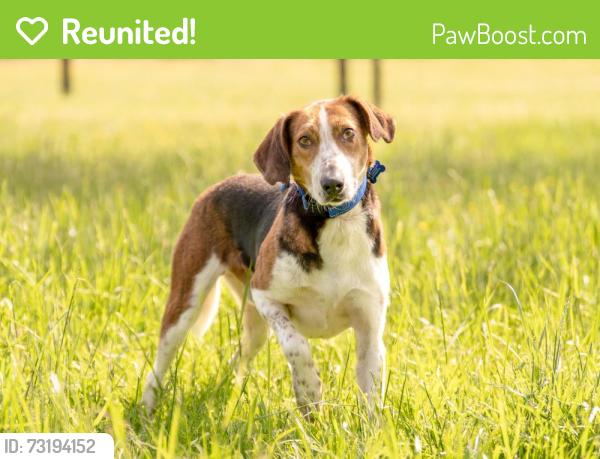 Reunited Male Dog last seen Trevilians Area near Poindexter Rd and Hamilton, Louisa, VA 23093