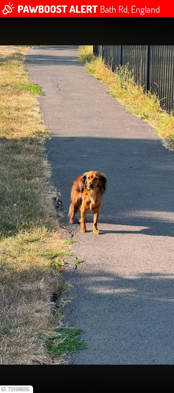 Lost Unknown Dog last seen Near temple meads round about, Bath Rd, England 