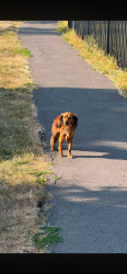 Lost Unknown Dog last seen Near temple meads round about, Bath Rd, England 