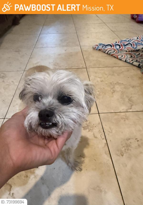 Found/Stray Male Dog last seen Oaks at Cimarron, Mission, TX 78572
