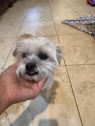 Found/Stray Male Dog last seen Oaks at Cimarron, Mission, TX 78572