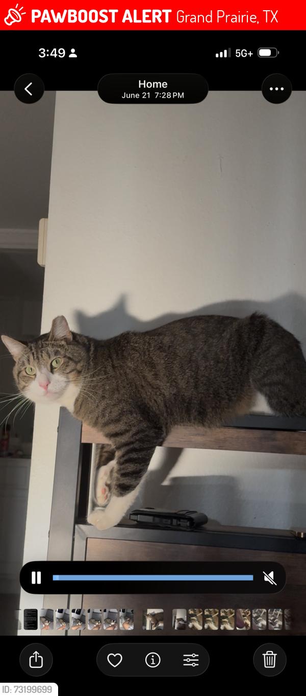 Lost Male Cat last seen Near east avenue j, Grand Prairie, TX 75050
