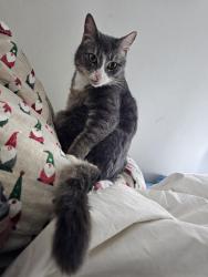 Lost Female Cat last seen Near wilkins rd forest hills, Pittsburgh, PA 15221