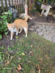 Found/Stray Male Cat last seen W 128th, Cleveland, OH 44111