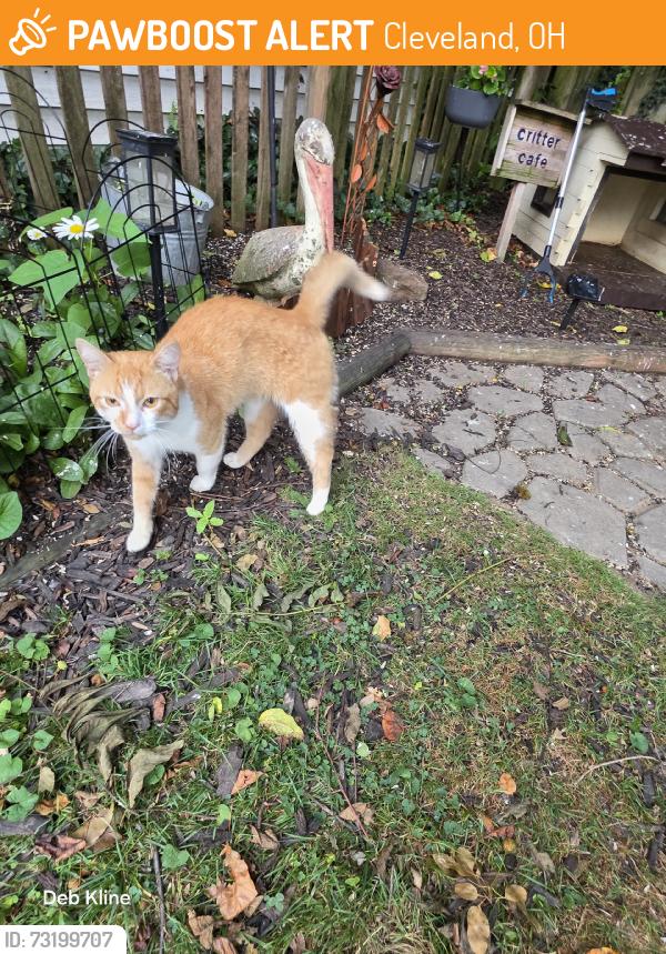 Found/Stray Male Cat last seen W 128th, Cleveland, OH 44111