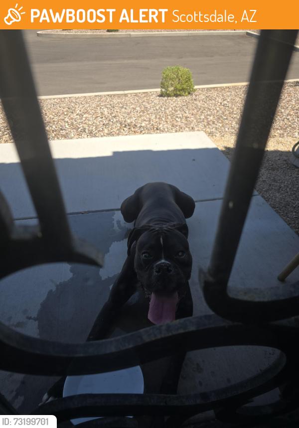 Found/Stray Male Dog last seen Desert cove and 90th street, Scottsdale, AZ 85260