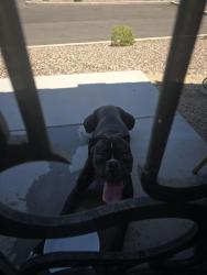 Found/Stray Male Dog last seen Desert cove and 90th street, Scottsdale, AZ 85260