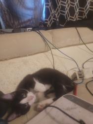Reunited Female Cat last seen Near E 4500 S, Murray, UT 84107