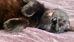 Reunited Female Cat last seen Crowder way and Tarleton, Foothill Farms, CA 95842