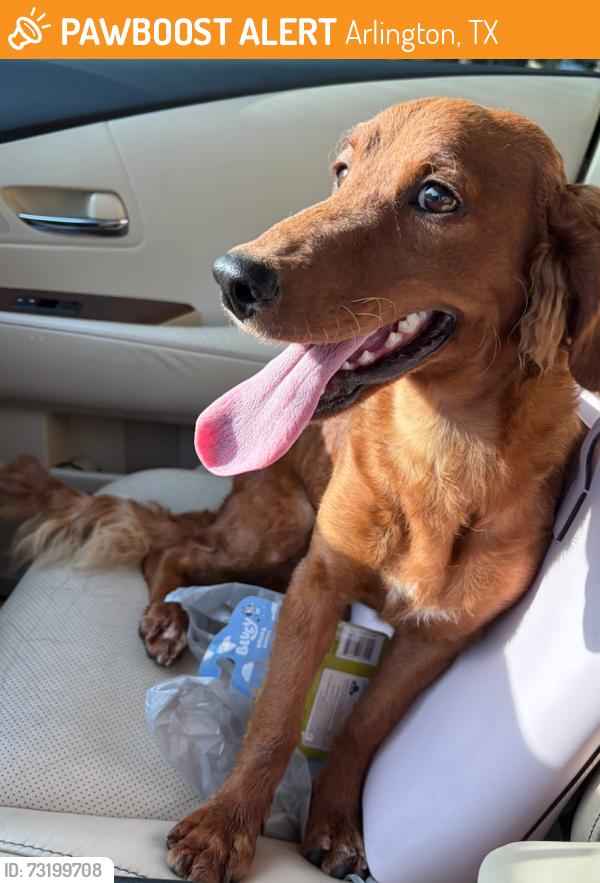 Found/Stray Unknown Dog last seen Fielder and Abram, Arlington, TX 76013