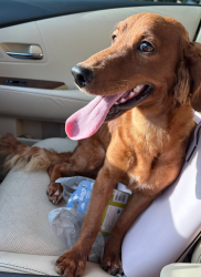 Found/Stray Unknown Dog last seen Fielder and Abram, Arlington, TX 76013