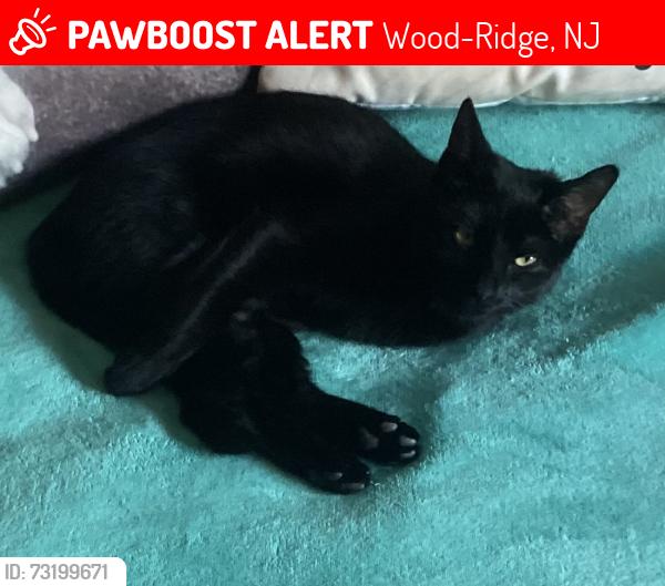 Lost Female Cat last seen North ave and 14th street, Wood-Ridge, NJ 07075
