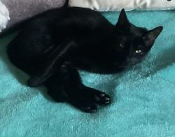 Lost Female Cat last seen North ave and 14th street, Wood-Ridge, NJ 07075