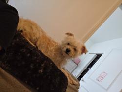 Lost Male Dog last seen Layfette Topeka, Topeka, KS 66612