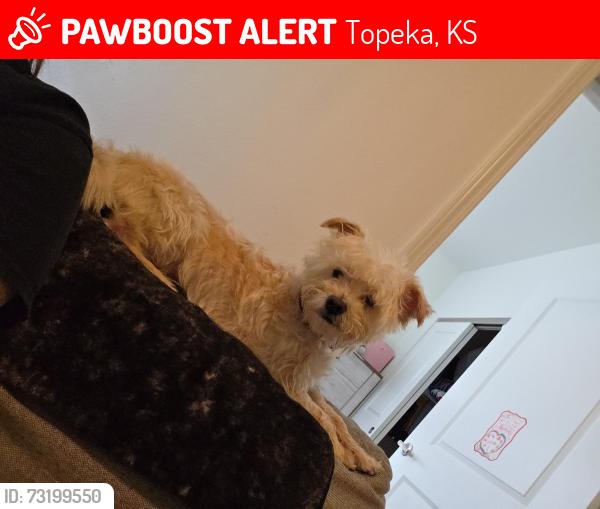 Lost Male Dog last seen Layfette Topeka, Topeka, KS 66612