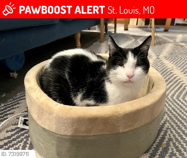 Lost Female Cat last seen Near block of Magnolia, between Tamm and Clifton, St. Louis, MO 63139