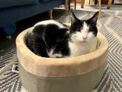 Lost Female Cat last seen Near block of Magnolia, between Tamm and Clifton, St. Louis, MO 63139