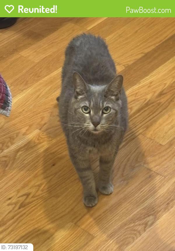 Reunited Male Cat last seen Near Dudley St, Boston, MA 02119