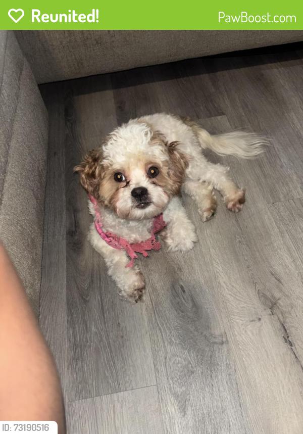 Reunited Female Dog last seen Lauren’s ways, Knightdale, NC 27545
