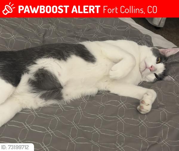 Lost Male Cat last seen Ziegler and Rock Creek, Fort Collins, CO 80528