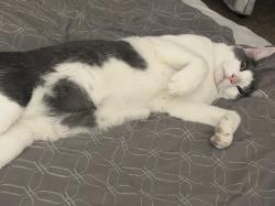 Lost Male Cat last seen Ziegler and Rock Creek, Fort Collins, CO 80528
