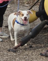 Reunited Male Dog last seen Inman & triplett, Akron, OH 44306