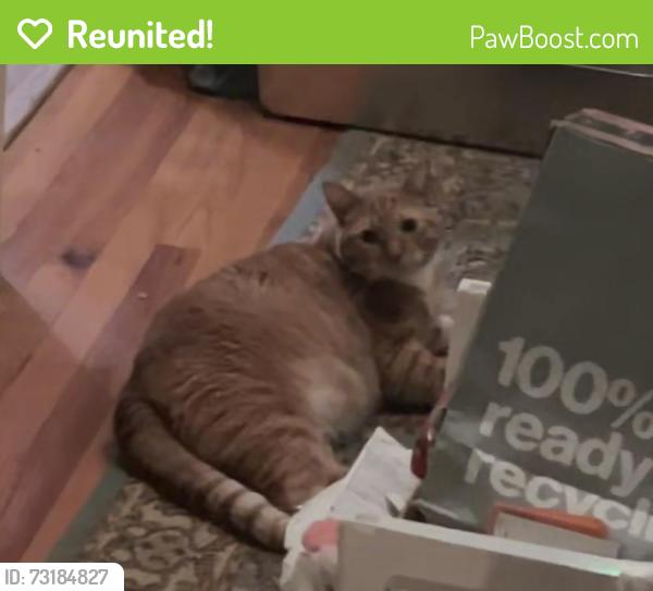 Reunited Male Cat last seen Back of Wade Hampton High school, down the street from Lidl & McDonald’s, Greenville, SC 29609