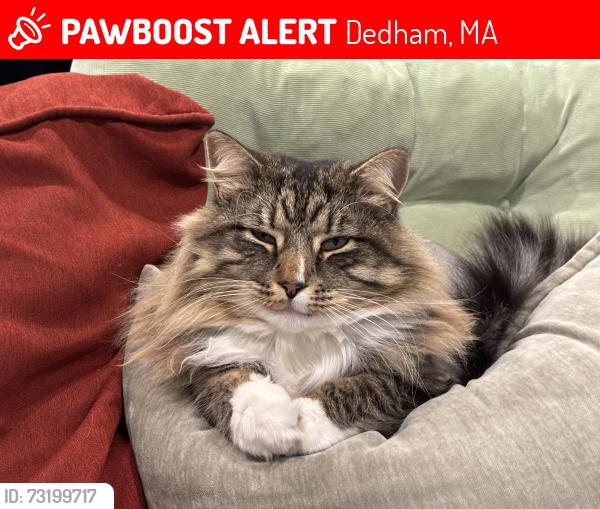 Lost Male Cat last seen Grandfield st, Dedham, ma, Dedham, MA 02026