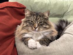 Lost Male Cat last seen Grandfield st, Dedham, ma, Dedham, MA 02026