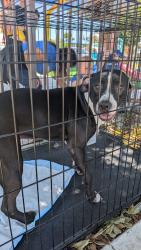 Reunited Female Dog last seen Brockton ave, Riverside, CA 92506