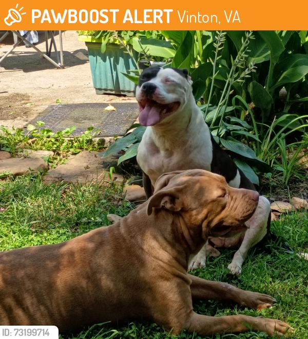 Found/Stray Female Dog last seen Spruce St and Augusta ave, Vinton, VA 24179