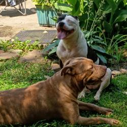 Found/Stray Female Dog last seen Spruce St and Augusta ave, Vinton, VA 24179