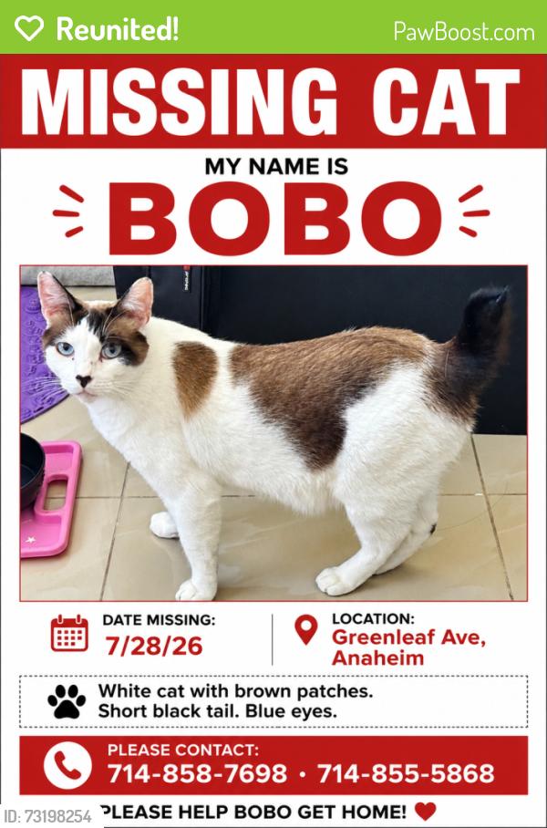 Reunited Male Cat last seen W Greenleaf Ave, Anaheim, Anaheim, CA 92801