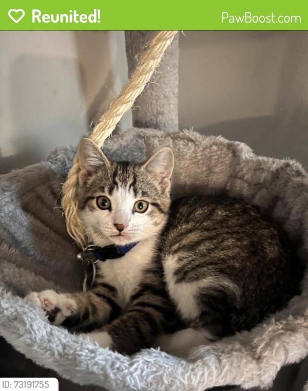 Reunited Female Cat last seen Union St., Manchester, NH 03103