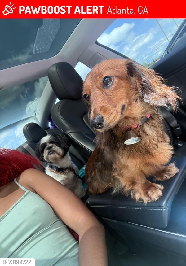 Lost Female Dog last seen South view cemetery, Atlanta, GA 30315
