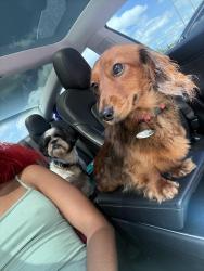 Lost Female Dog last seen South view cemetery, Atlanta, GA 30315