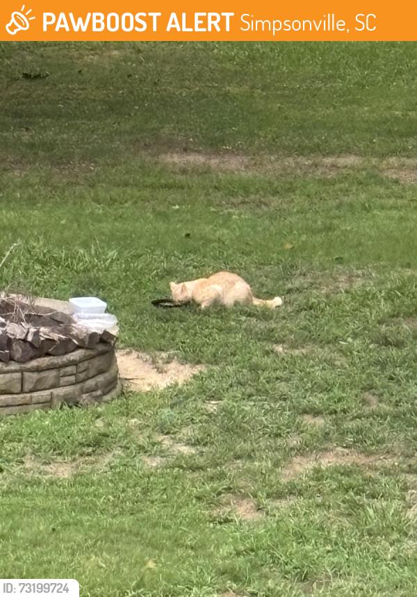 Found/Stray Unknown Cat last seen Neeley Ferry Rd., Simpsonville, SC 29680