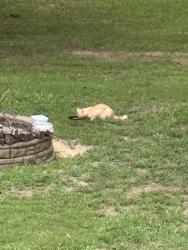 Found/Stray Unknown Cat last seen Neeley Ferry Rd., Simpsonville, SC 29680