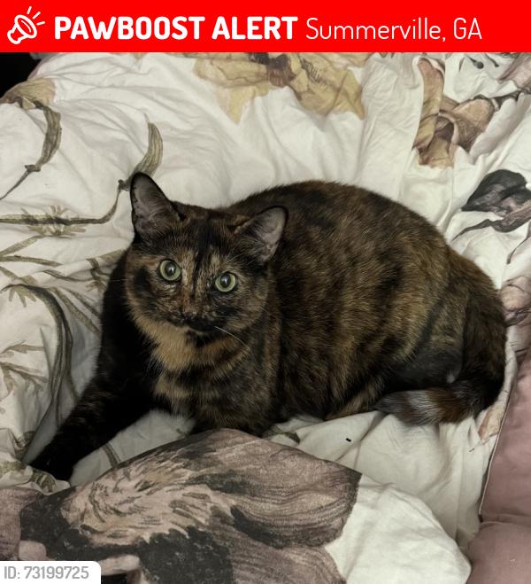 Lost Female Cat last seen She was last need on Highland AVE, Summerville GA a few hses down from george’s., Summerville, GA 30747