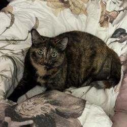 Lost Female Cat last seen She was last need on Highland AVE, Summerville GA a few hses down from george’s., Summerville, GA 30747