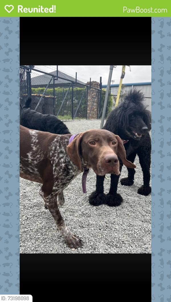 Reunited Female Dog last seen Lauren pines neighborhood off of highway 161, York, SC 29745