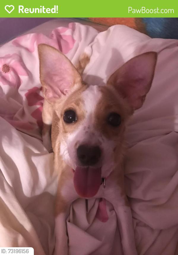 Reunited Female Dog last seen Hinsdale pl Newark NJ 07104, Newark, NJ 07104