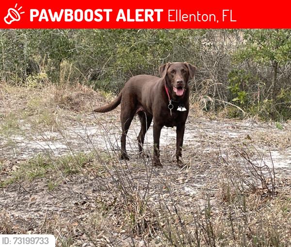 Lost Female Dog last seen Sunset circle, Ellenton, FL 34222