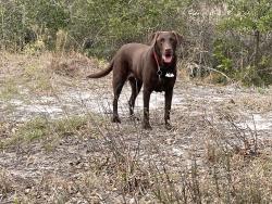 Lost Female Dog last seen Sunset circle, Ellenton, FL 34222