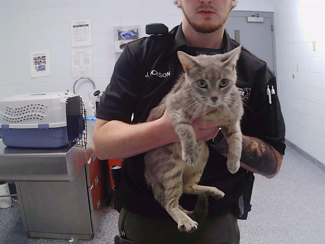 Shelter Stray Female Cat last seen CHARLOTTE, 8315 Byrum Dr, Charlotte, NC 28217, USA
