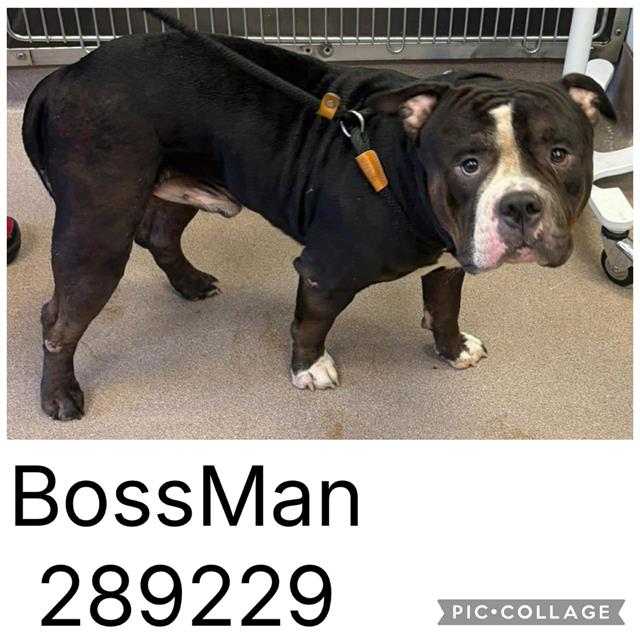 Shelter Stray Male Dog last seen LILLY AVE, 4214 Fulton Mill Rd, Macon, GA 31216, USA